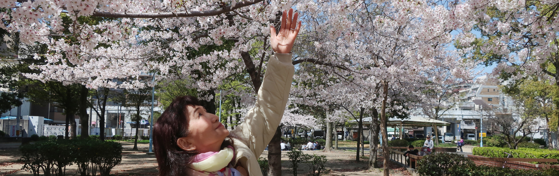 金香百合と桜の写真