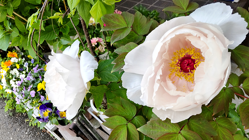 ぼたんの花