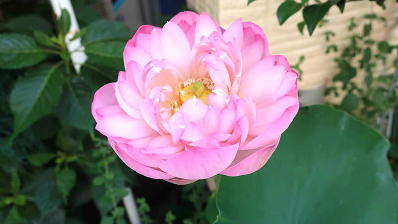 蓮の花